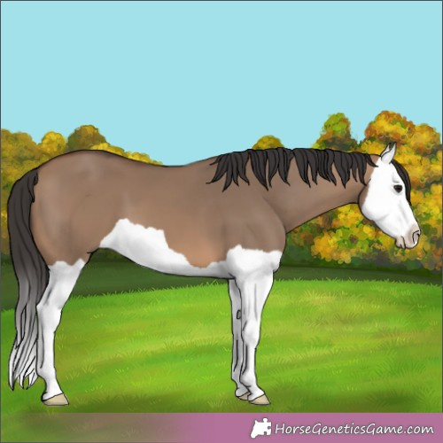 Horse Color:Brown Dun Splash 