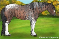 Horse Color:Black Tobiano  and Bay Roan Tobiano 