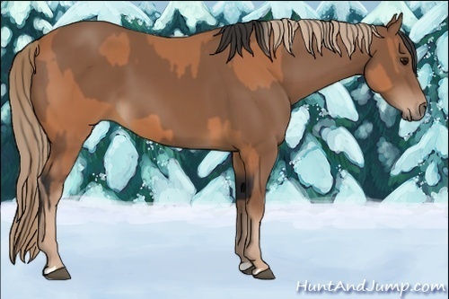 Horse Color:Bay  and Chestnut 
