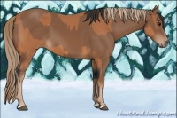 Horse Color:Bay  and Chestnut 