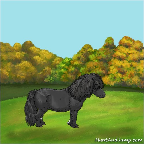 Horse Color:Smoky Black 