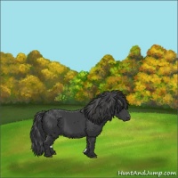 Horse Color:Smoky Black 