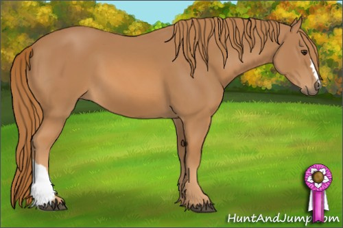 Horse Color: Chestnut 