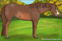 Horse Color:Liver Chestnut Splash Frame 