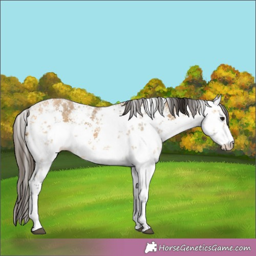 Horse Color:White Spotted Buckskin Sabino 