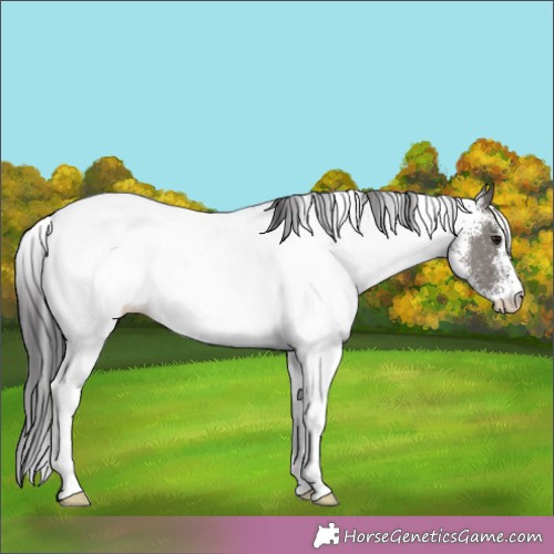 Horse Color:White Spotted Smoky Grullo 