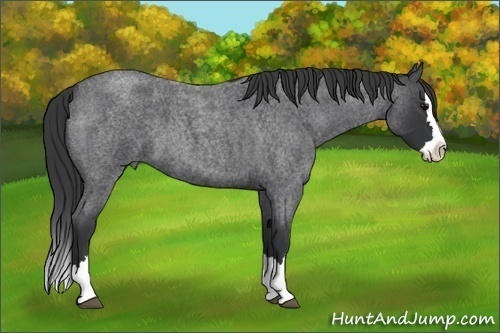 Horse Color:Blue Roan Splash 