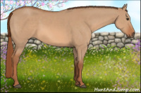 Horse Color:Red Dun 