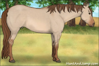 Horse Color:Red Dun