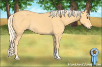 Horse Color:Palomino