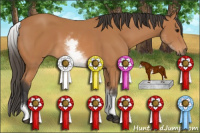 Horse Color:White Spotted Bay 