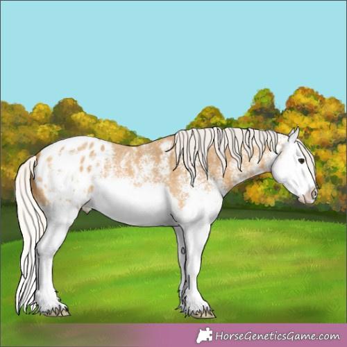 Horse Color:White Spotted Silver Buckskin Splash Appaloosa 