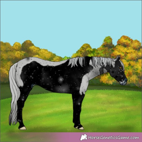 Horse Color:ERROR: UNKNOWN ANOMALY