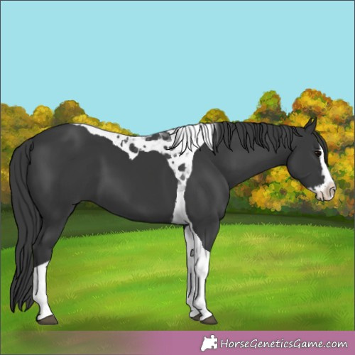 Horse Color:Black Splash Tobiano 