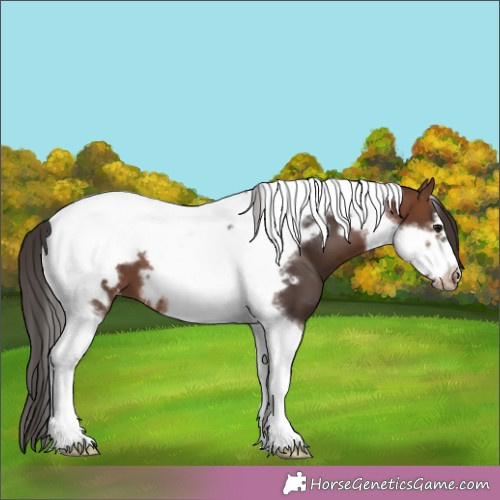 Horse Color:Brown Tobiano Frame Appaloosa 