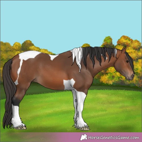 Horse Color:Bay Tobiano 