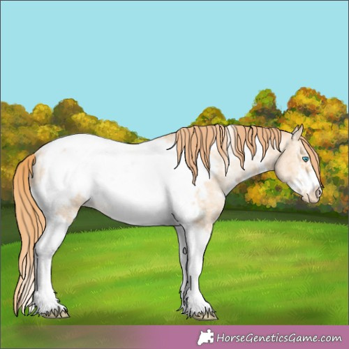 Horse Color:Buckskin Pearl Sabino Tobiano Frame Appaloosa Rabicano 