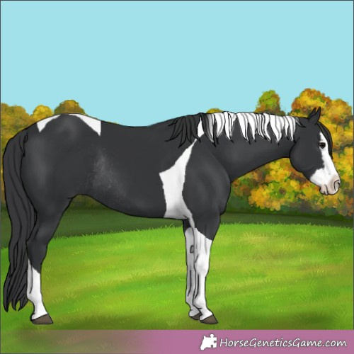 Horse Color:Black Splash Tobiano Rabicano 