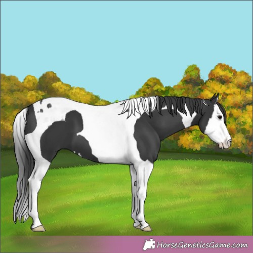 Horse Color:Black Splash Tobiano 