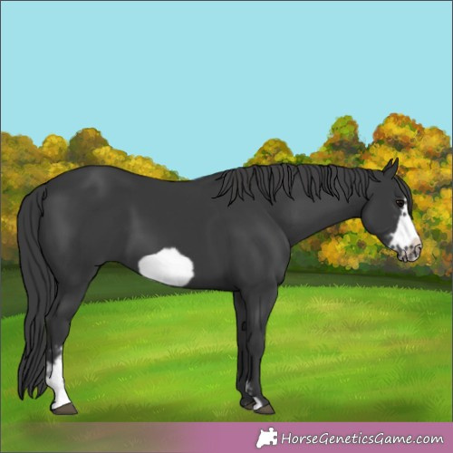 Horse Color:Black Sabino Frame 