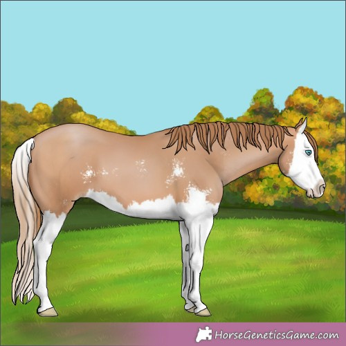 Horse Color: Brown Pearl Sabino Splash 