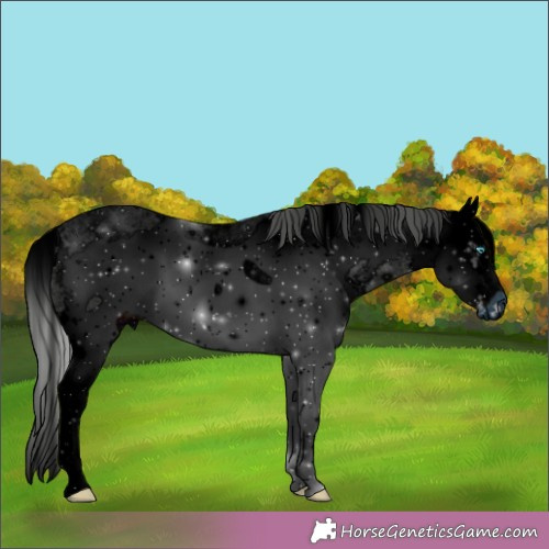 Horse Color:ERROR: UNKNOWN ANOMALY