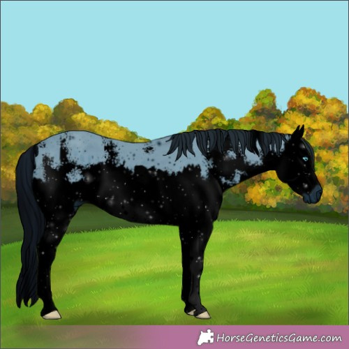 Horse Color: ERROR: UNKNOWN ANOMALY