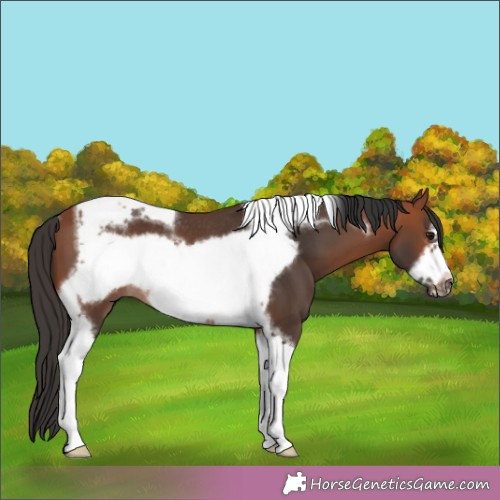 Horse Color: Bay Tobiano Frame Rabicano 