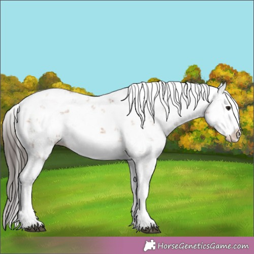 Horse Color:Bay Sabino Splash 