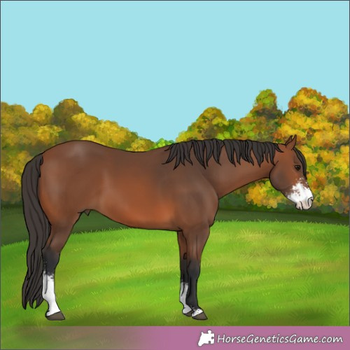 Horse Color:Bay Sabino 