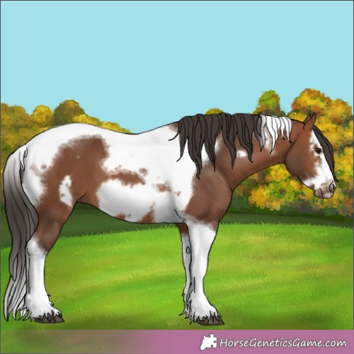 Horse Color:Bay Sabino Splash Tobiano Frame 