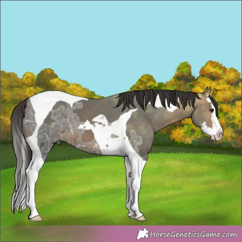 Horse Color:Brown Ice Splash Tobiano 