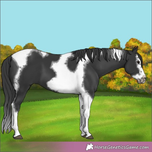 Horse Color: Black Splash Tobiano Frame 