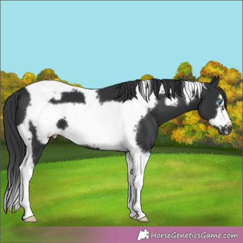 Horse Color:Black Tobiano Frame 