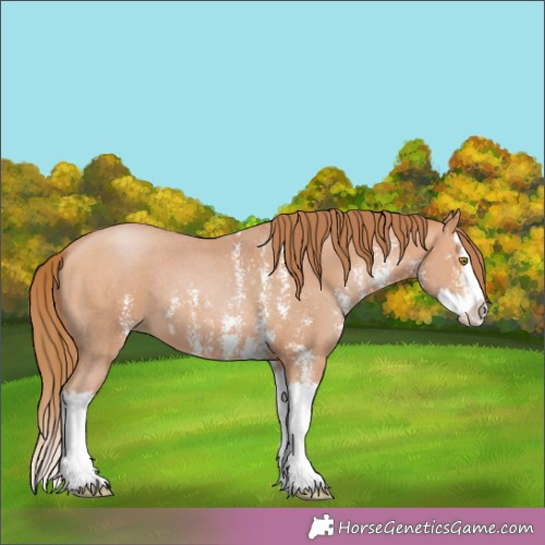 Horse Color: Bay Pearl Sabino Splash 
