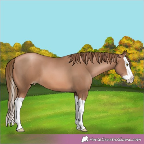 Horse Color:Liver Chestnut Pearl Splash 