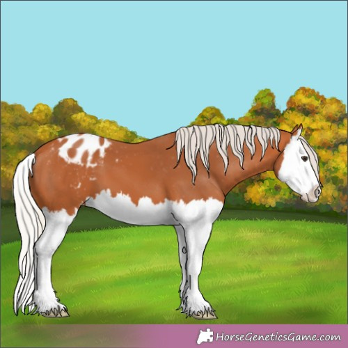 Horse Color:Silver Bay Splash Appaloosa 