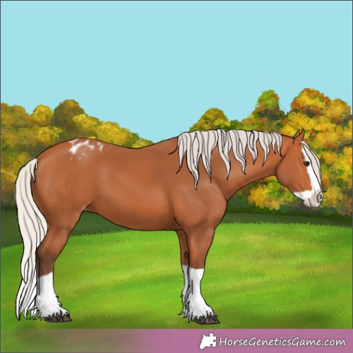 Horse Color: Silver Bay Splash Varnish 