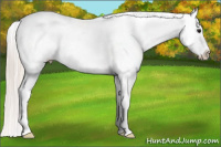 Horse Color:Silver Grullo Splash Near Leopard 