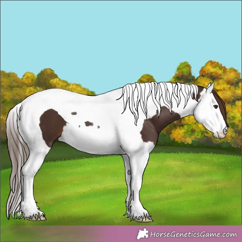 Horse Color: Liver Chestnut Splash Tobiano 