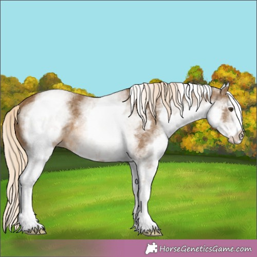 Horse Color:White Spotted Chocolate Palomino 