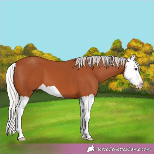 Horse Color:Silver Bay Splash 