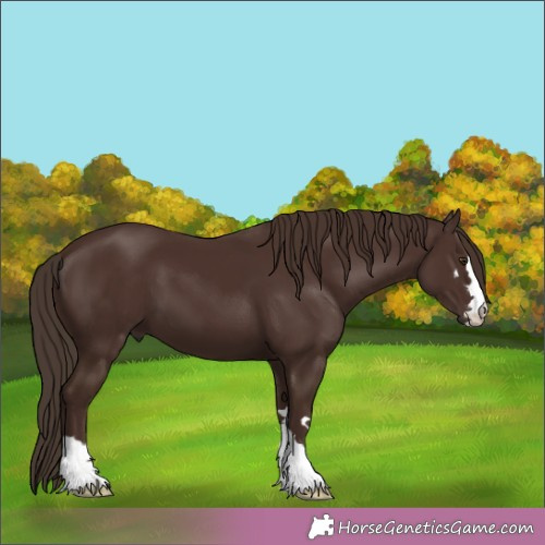 Horse Color:Liver Chestnut 