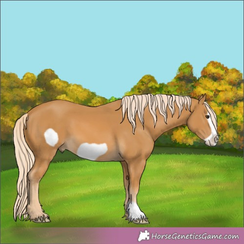 Horse Color:Palomino Frame 
