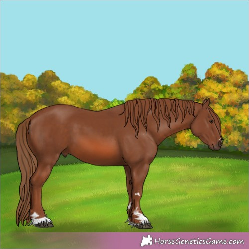 Horse Color:Chestnut 