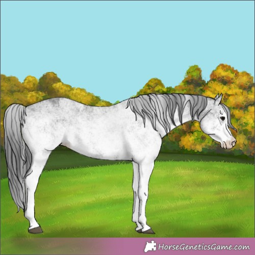 Horse Color:White Spotted Black