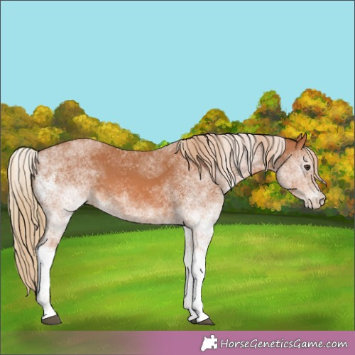 Horse Color:White Spotted Chestnut 