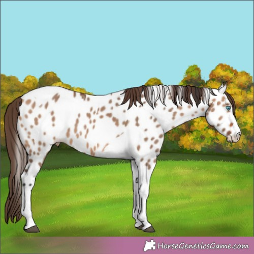 Horse Color:Bay Dun Splash Tobiano Appaloosa 
