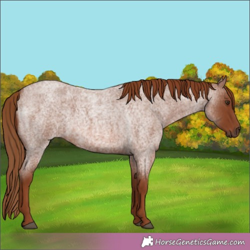Horse Color:Red Roan 