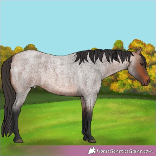 Horse Color:Bay Roan Rabicano 